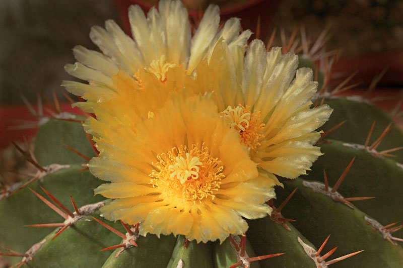 Ferocactus schwarzii